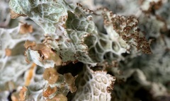 Platismatia norvegica