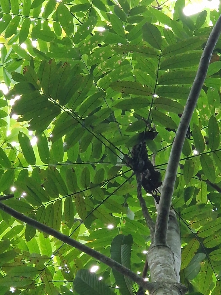 Argus pheasant tree (Dracontomelon dao)