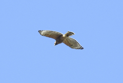 Buteo lineatus lineatus