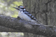 Dryobates villosus villosus