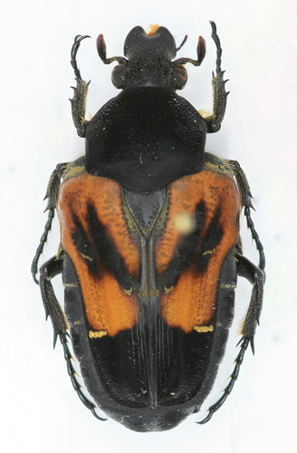 Taeniodera nigrithorax