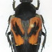 Taeniodera nigrithorax - Photo (c) Pierrick Bloin,  זכויות יוצרים חלקיות (CC BY-NC), הועלה על ידי Pierrick Bloin