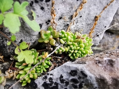 Sedum wrightii