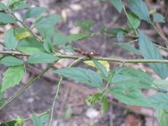 Dysdercus albofasciatus