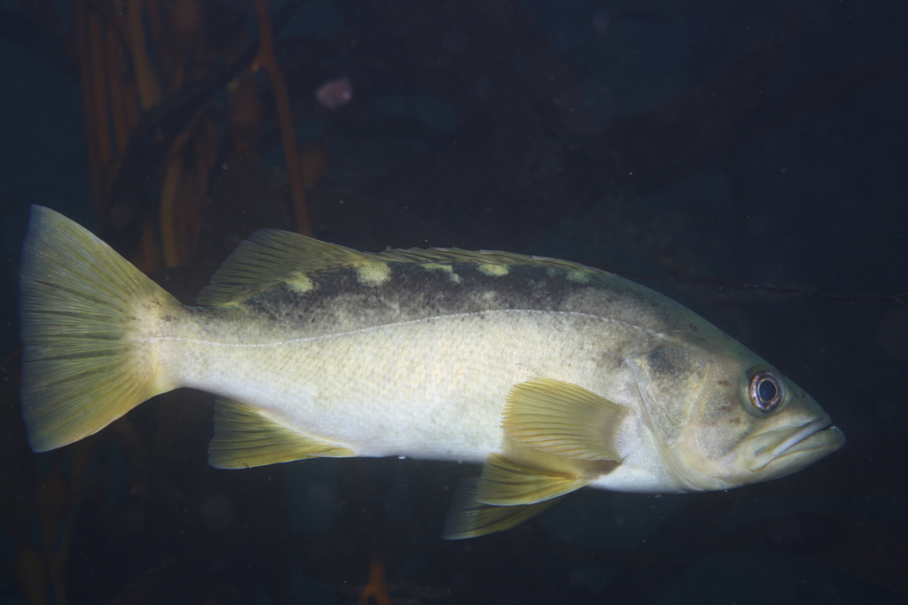 Olive Rockfish