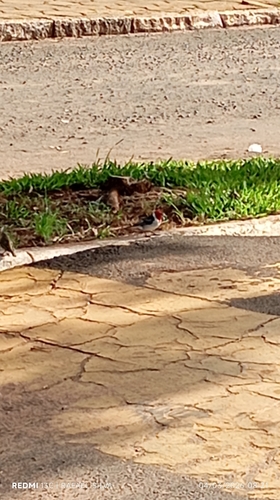 Red-cowled Cardinal