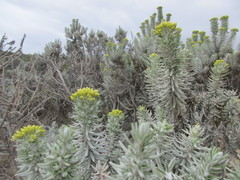 Ozothamnus turbinatus