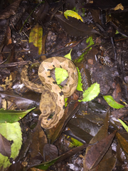 Metlapilcoatlus olmec