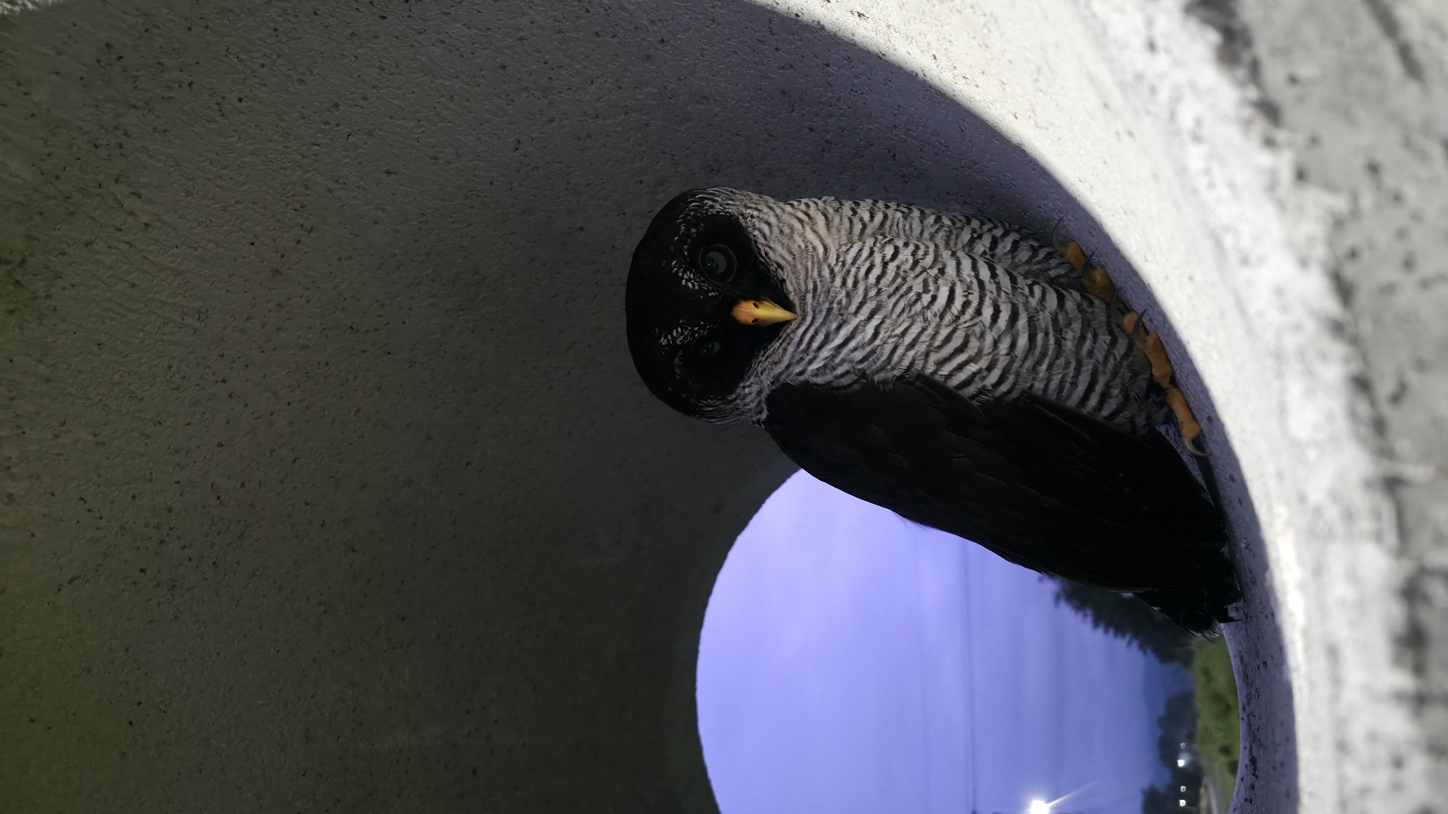 Black-and-white Owl (Strix nigrolineata), photo 10