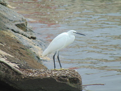 Egretta garzetta