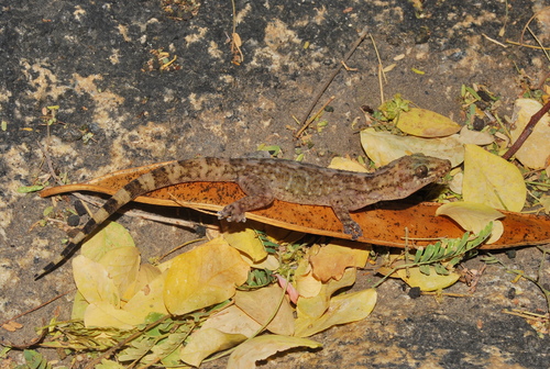 Xantus Leaf-toed Gecko