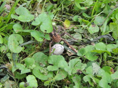 Schizocosa malitiosa