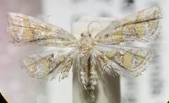 Leptosteges flavifascialis