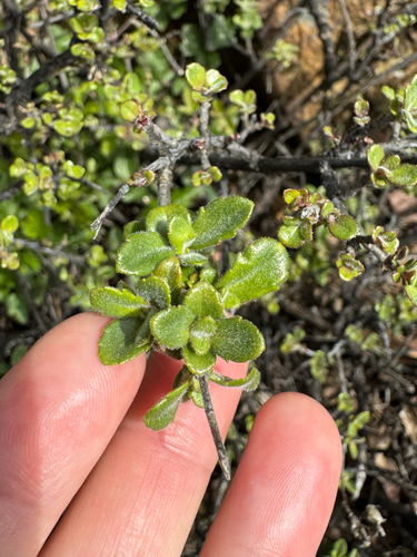 Redwood keckiella foliage