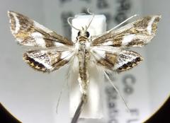 Chrysendeton imitabilis