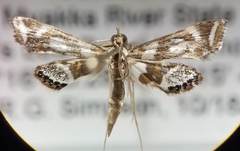 Chrysendeton kimballi