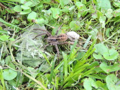 Schizocosa malitiosa