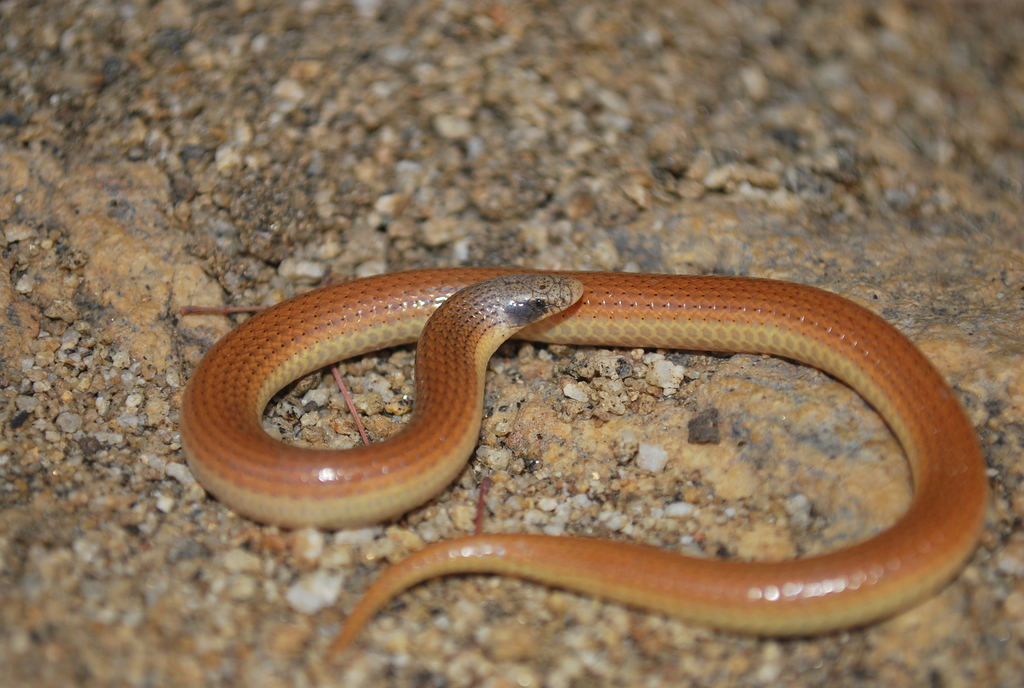 Sand Snake