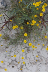 Thymophylla tenuifolia