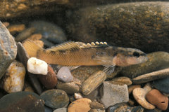 Duskytail Darter photo 3