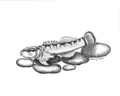 Duskytail Darter photo 4