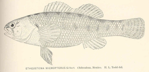 Mexican darter