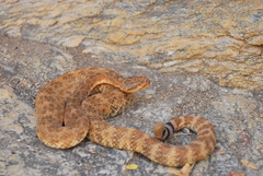 Crotalus mitchellii