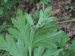 Puccinia physospermi