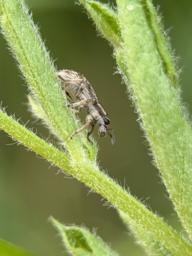 Alfalfa Curculio photo 5