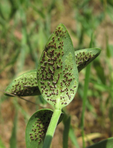 periwinkle rust