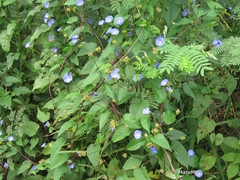 Jacquemontia pentanthos