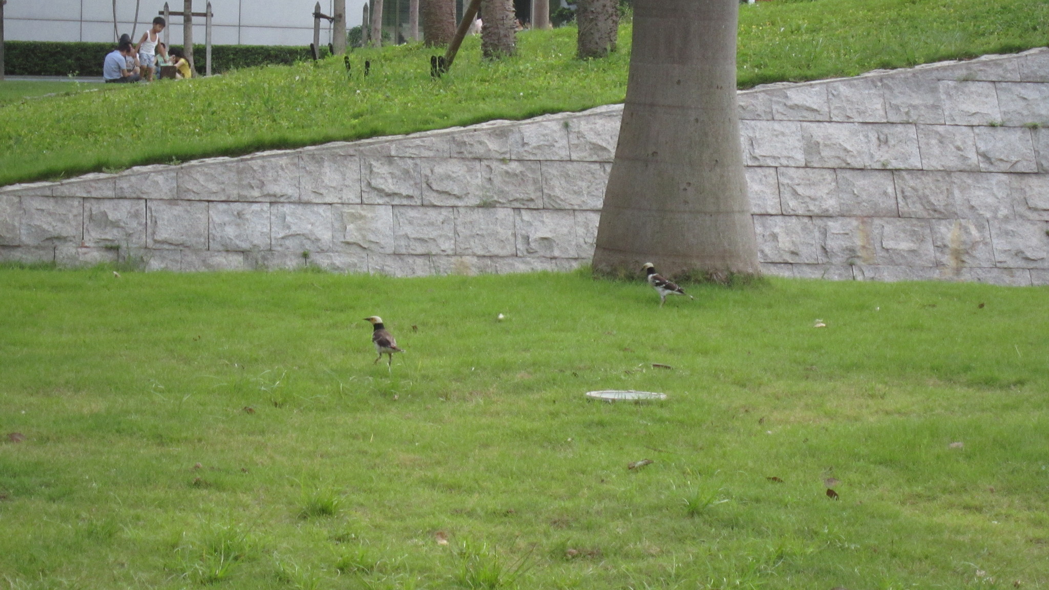 Black-collared Starling