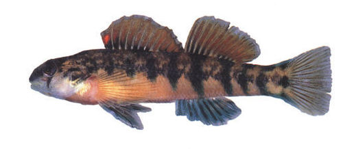 Cherokee Darter