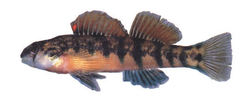 Cherokee Darter photo 5