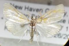 Glaphyria glaphyralis