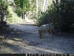 Canis latrans