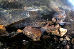 Striated Darter photo 3