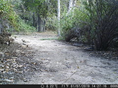 Otospermophilus beecheyi