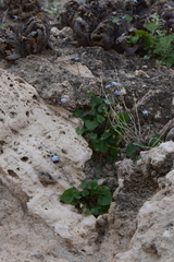 Mimophytum alienoides