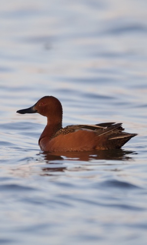 Cinnamon Teal