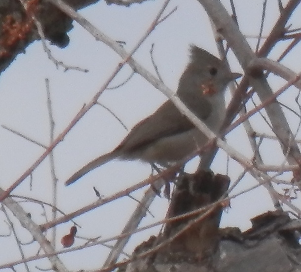 Oak Titmouse (Baeolophus inornatus)