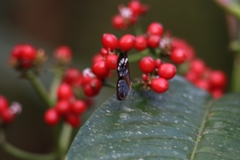 Oleria rubescens