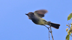 Myiarchus yucatanensis