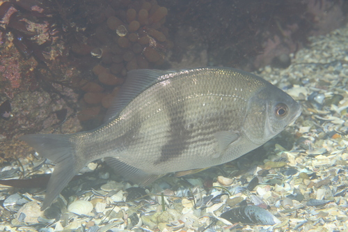 Pile perch (Rhacochilus vacca) — Embiotocidae — 4