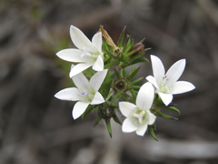 Wahlenbergia calcarea