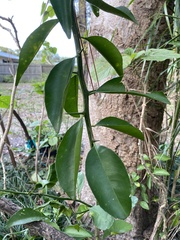 Citrus × aurantium