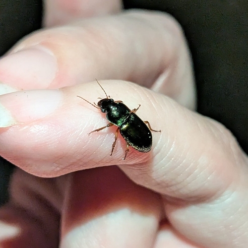 Metallic Harpalus, 6713 LA Ede, Netherlands, photo 10 of 10