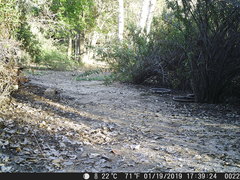 Otospermophilus beecheyi