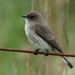 Honeyguides - Photo (c) Alan Manson, some rights reserved (CC BY-SA)