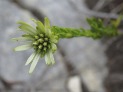 Euchaetis longibracteata